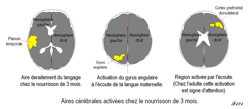 aActive brain areas in the three-month-old infant.