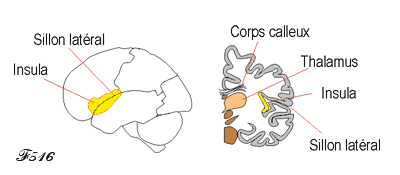 The insula in the brain.