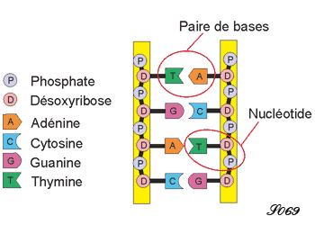 Structure de base de l'adn
