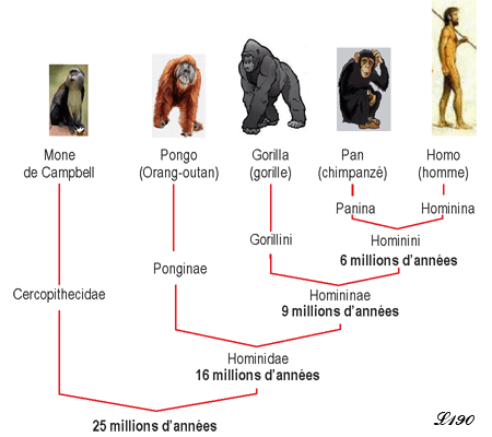 Philogénie des primates.